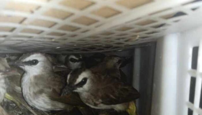 Karantina Lampung Bersama Tim Amankan 2.775 Burung Tanpa Dokumen di Pelabuhan Bakauheni