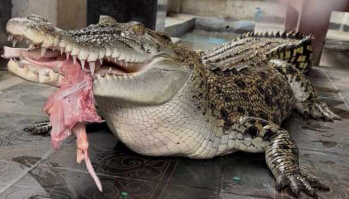 Buaya Coki Asal Panjang Bandar Lampung Dievakuasi