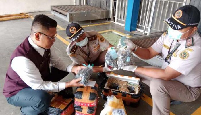 Karantina Lampung Amankan 5.250 Benih Sawit Ilegal yang Disamarkan sebagai Parcel