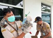 Karantina Lampung Gagalkan Peredaran 10.142 Benih Sawit Palsu dan Lindungi 70 Hektar Kebun Rakyat