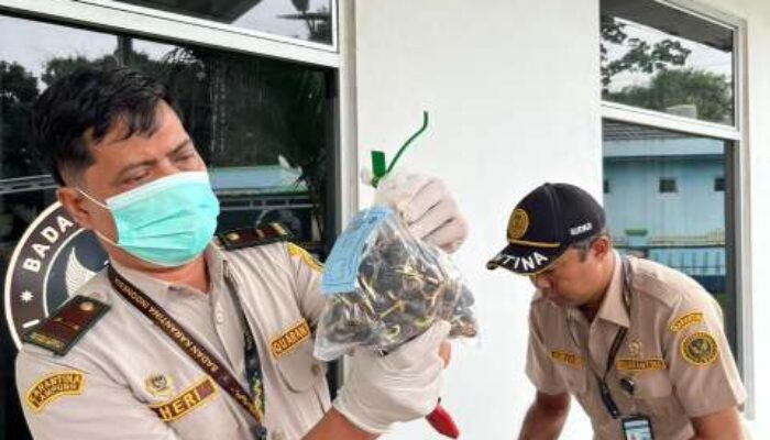 Karantina Lampung Gagalkan Peredaran 10.142 Benih Sawit Palsu dan Lindungi 70 Hektar Kebun Rakyat