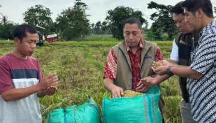 Bulog Lampung Catat Capaian Gabah Kering Panen 101 Ribu Ton Diawal 2026