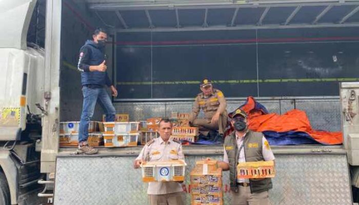 1.320 Burung Tanpa Dokumen Digagalkan Keluar dari Lampung, 111 Dilindungi