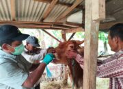 Kementan Pastikan PMK di Lampung Timur Terkendali