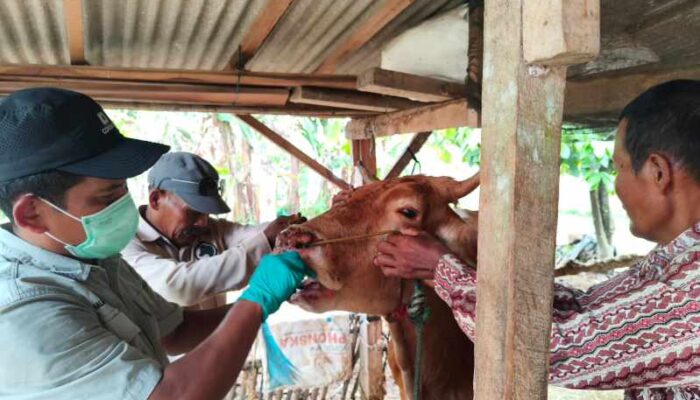 Kementan Pastikan PMK di Lampung Timur Terkendali