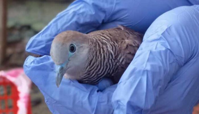 Penyelundupan Satwa di Bakauheni Terungkap Lagi, Modus Bus Penumpang Masih Terjadi