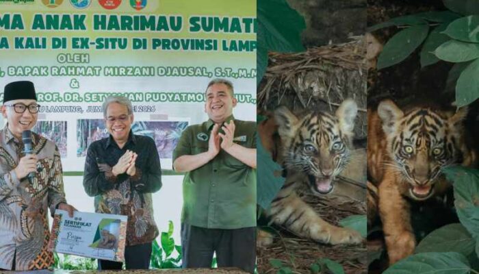 Dua Bayi Harimau Sumatera Lahir di Lembah Hijau Bernama Puspa dan Muli Sikop