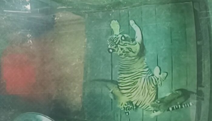 Dua Bayi Harimau Pertama Lahir di Lembah Hijau Lampung pada Momentum Hari Valentine 2026